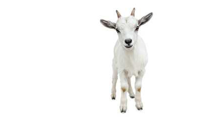 Fototapeta premium A full body shot of a young white goat standing on a white background with its head slightly tilted