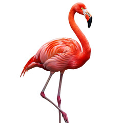 Obraz premium A vibrant pink flamingo standing on one leg with its neck curved, showcasing its colorful plumage and distinctive beak, isolated on transparent background