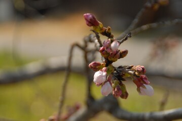 春の訪れを告げる桜のつぼみ