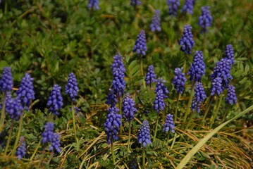 紫のムスカリが咲き誇る春の野