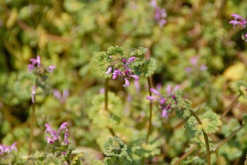 ホトケノザが咲く春の野辺