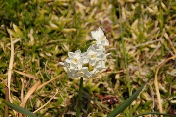 芝生に咲いた透明な野の花