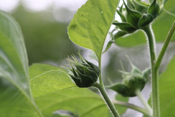 sunflower pre-bloom