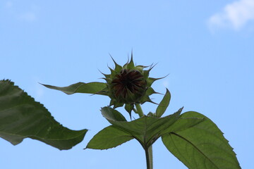 sunflower against blue sky