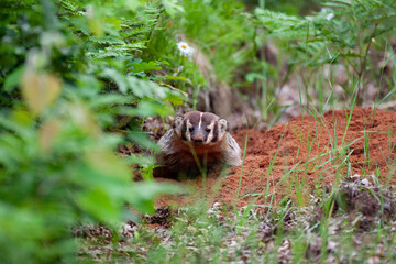 American Badger (Taxidea taxus) digging den in sandy soil in the Chequamegon-Nicolet National Forest, Wisconsin