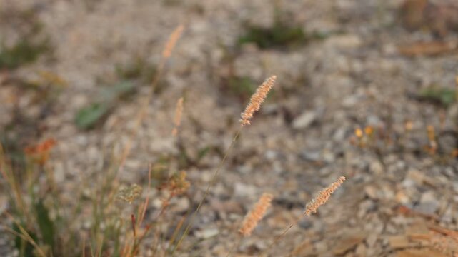 Gr&auml;ser Gras Sonne Wiese Steinbruch Jurakalk 