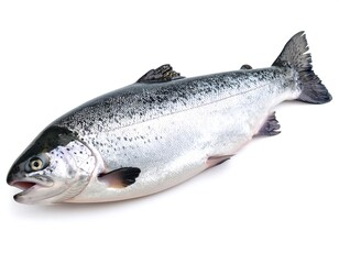 Naklejka premium Fresh salmon on white background (1)