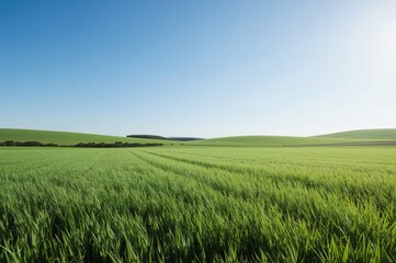 Fototapeta premium Green wheat field, rolling hills, sunny day, rural landscape, agriculture