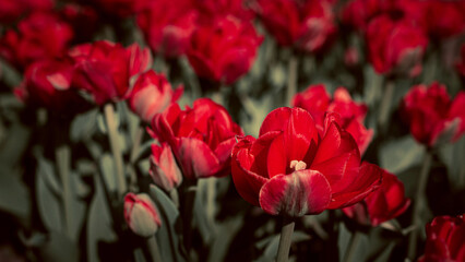 Red and White Tulips Blooming in Park Alley
