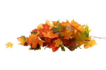  Transparent PNG of Autumn Leaf Stack. Heap of Colorful Fall Leaves Isolated