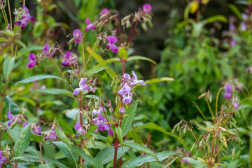 Himalayan balsam, Impatiens glandulifera, invasive species of flower by canal in south east England
