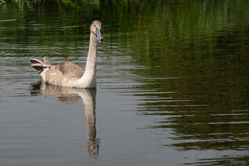 Mute swan cygnets swimming on a canal in late summer