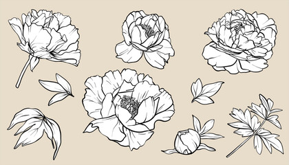 Peony line art vector set. eps10. Flower drawing in line art style. Floral Line Art. Peony sketch painted by black inks. Bouquet engraving for wedding invitations, save the date card and coloring page