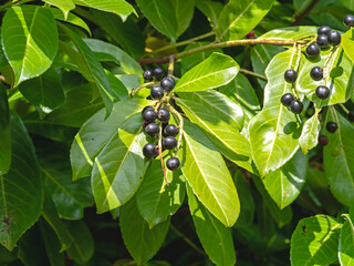 Cherry laurel berries and glossy green leaves
