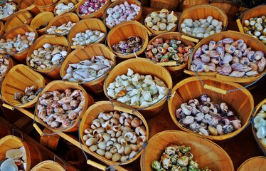 seashells sold by the seashore