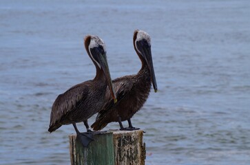 pelicans on the beach