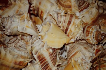 close up of a seashells