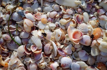 sea shells background