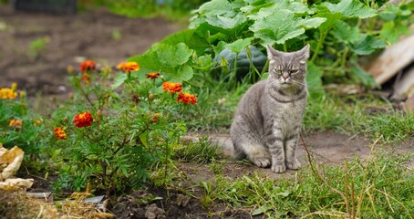Gray cat sits in a lush garden surrounded by vibrant flowers and green plants. The cat's serious expression creates a humorous contrast with the cheerful garden setting 