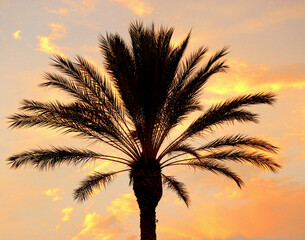 palm tree silhouette