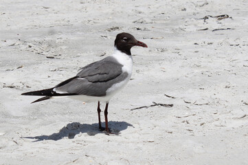 seagull on the beach
