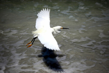 seabird on the beach in Florida
