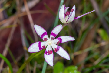 White and Purple Native Flower in Bloom