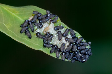 Cluster of newly hatched beetle larvae feeding on eucalyptus leaf 