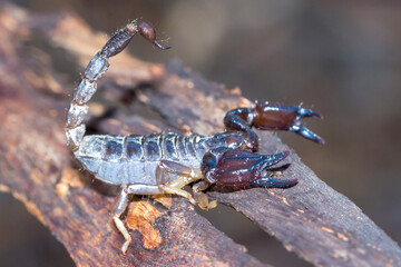 Black Rock Scorpion with Tail Curved Over Back