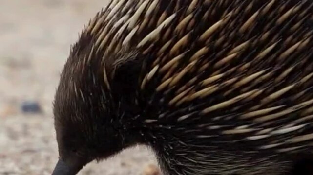 Echidna Foraging Closeup With Spiny Quills