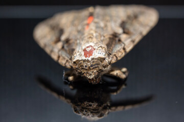 A deceased ilia underwing moth (catocala ilia). Images were captured very carefully to show the colorful underwings.