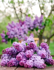 Lilacs in a garden setting