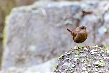 岩の上にのるミソサザイ
