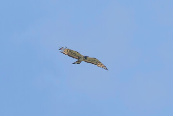 飛翔するハチクマ