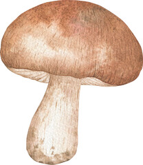Watercolor white mushrooms on a white background. Edible mushroom object.