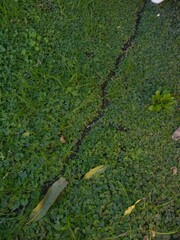 Flores, plantas, cielo, naturaleza, ceped, pasto, hierba, color, flora y fauna.