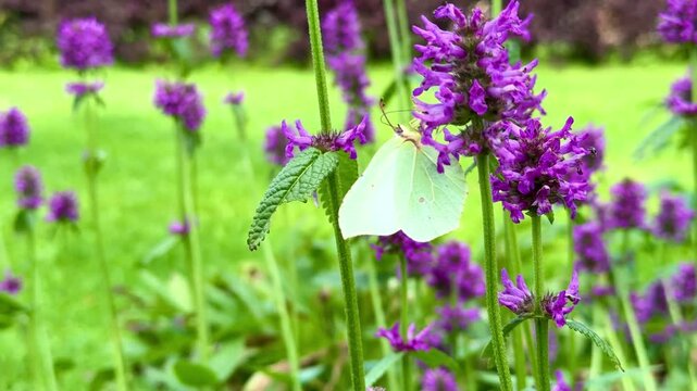 beautiful white butterfly sips nectar from vibrant flower in green garden. animal insect closeup