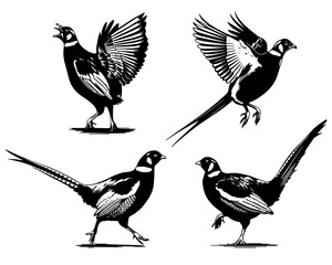 Obraz premium Flying & Standing Pheasants - Dynamic Bird Set