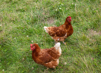 Gallinas ponedoras de la rasa ISA Brown