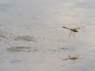 水田に散乱するシオカラトンボの雌