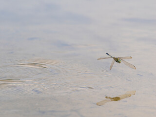 水田に散乱するシオカラトンボの雌 © しょこまろん