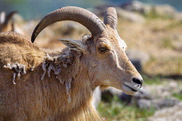Close-Up Portrait of Barbary Sheep with Curved Horns in Natural Habitat