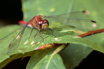 Macro Close-Up of Autumn Meadowhawk Dragonfly (Sympetrum vicinum) on Green Leaf