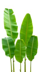 Lush banana leaves against white