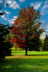 Colorful autumn landscape with trees in the natural park.