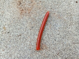 A millipede animal belong from diplopoda family 