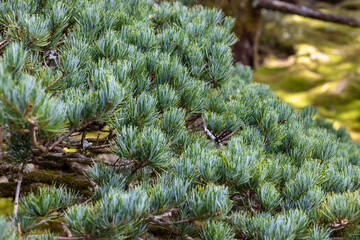 Japanese black pine in Kyoto