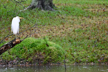 Great Egret in the Rain