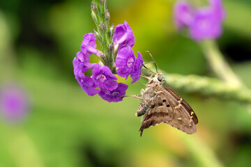 INSECTS, PURPLE FLOWERS