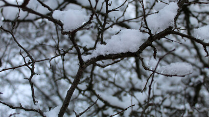 Snow-covered branches create a serene winter landscape in a quiet forest setting